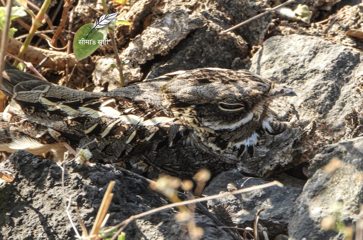 Chotacabras Hindú - ML647504136