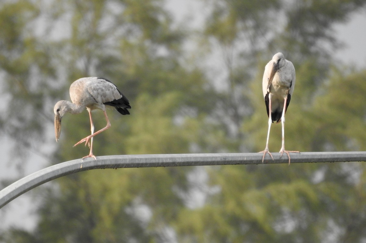 Picotenaza Asiático - ML647504137