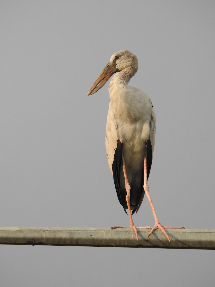 Picotenaza Asiático - ML647504138