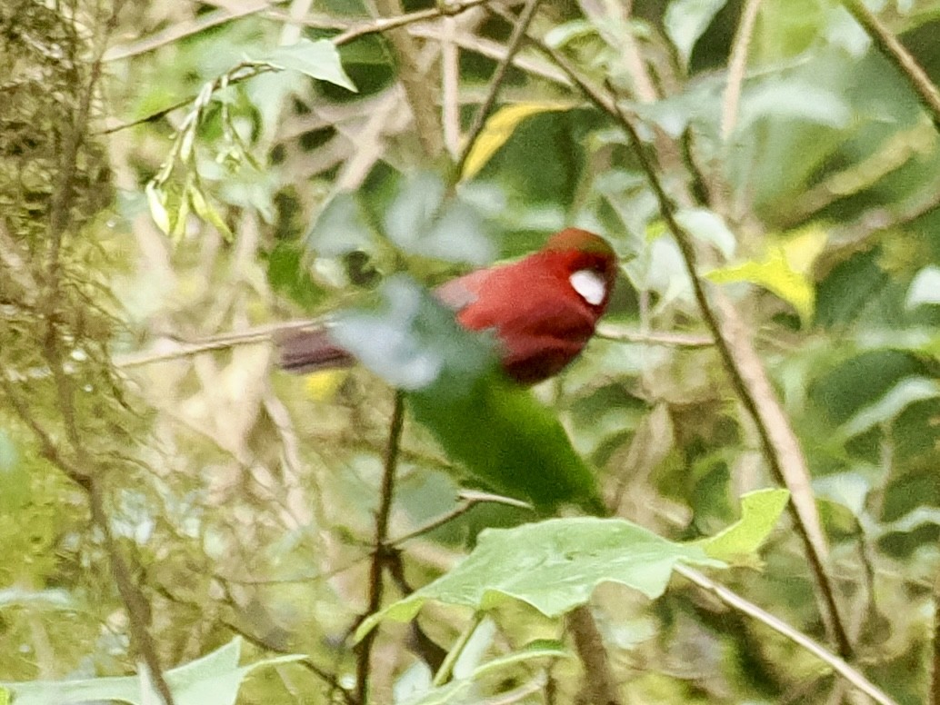 Reinita Roja - ML647504139