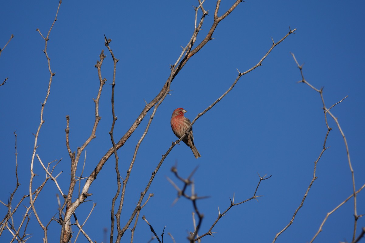 Roselin familier - ML647504157