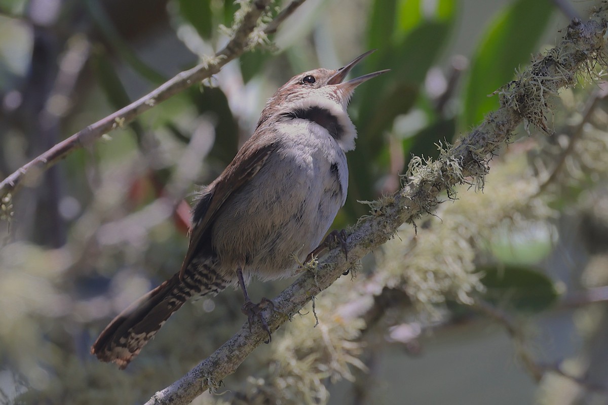 Troglodyte de Bewick - ML647504173