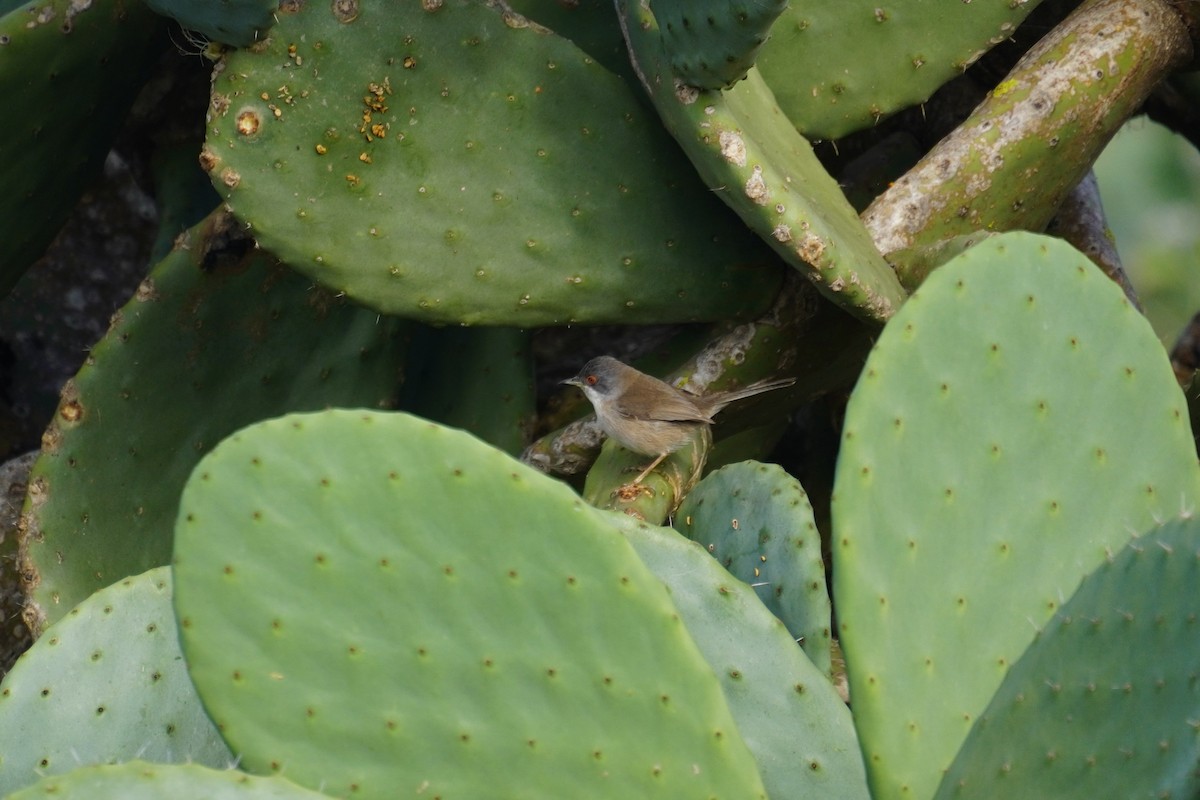 Sardinian Warbler - ML647504183