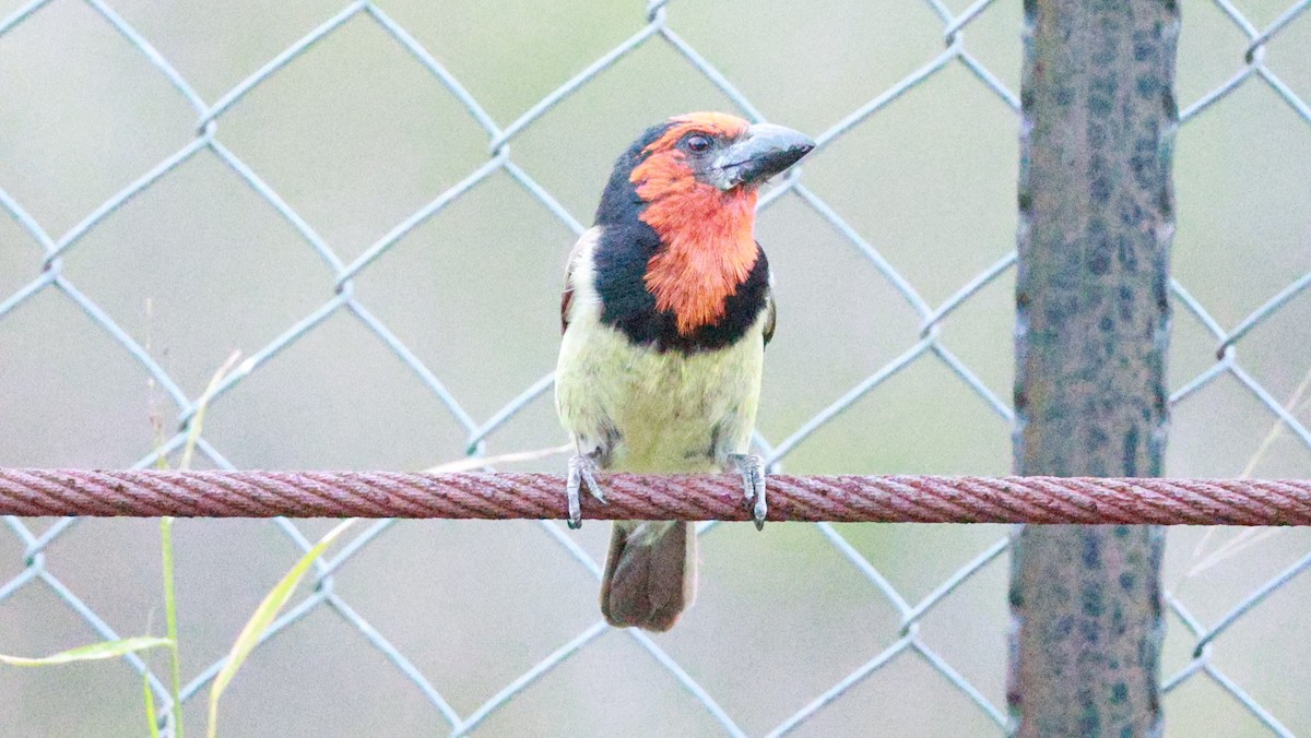 Лібія чорношия - ML647504184