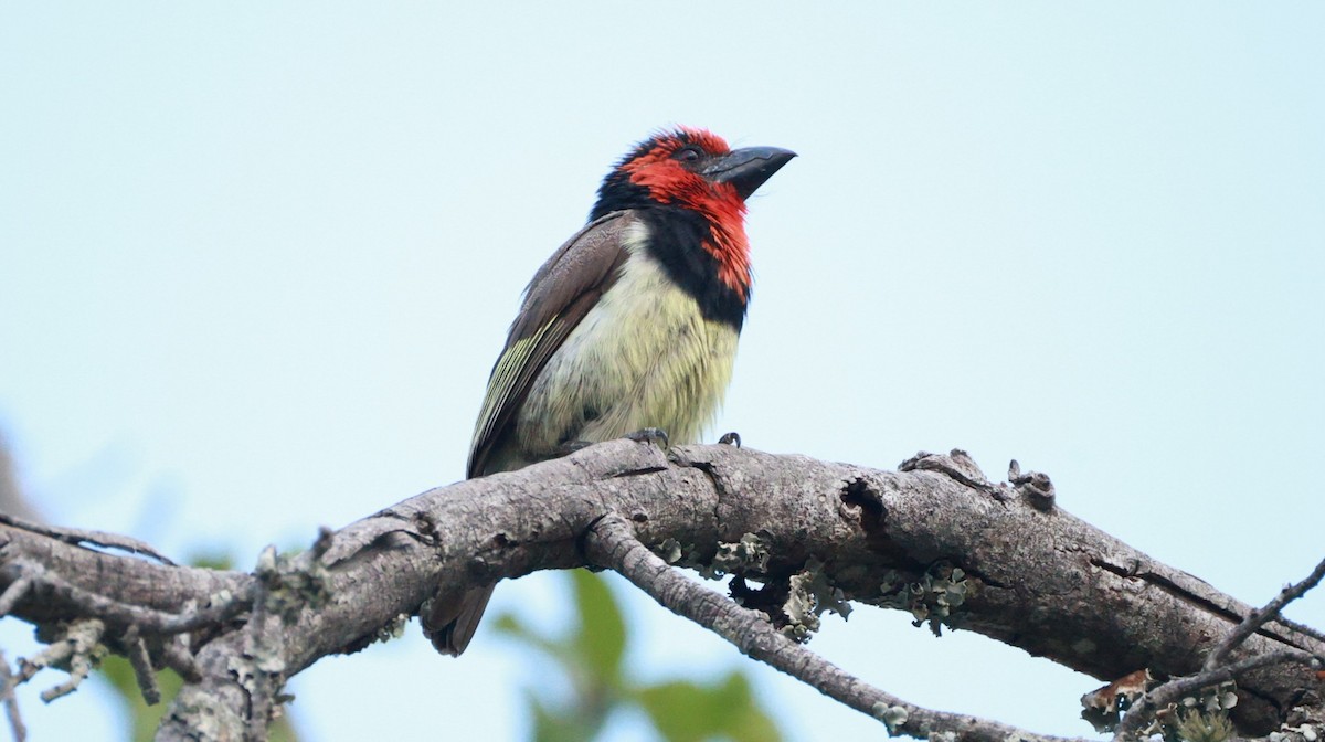 Лібія чорношия - ML647504188