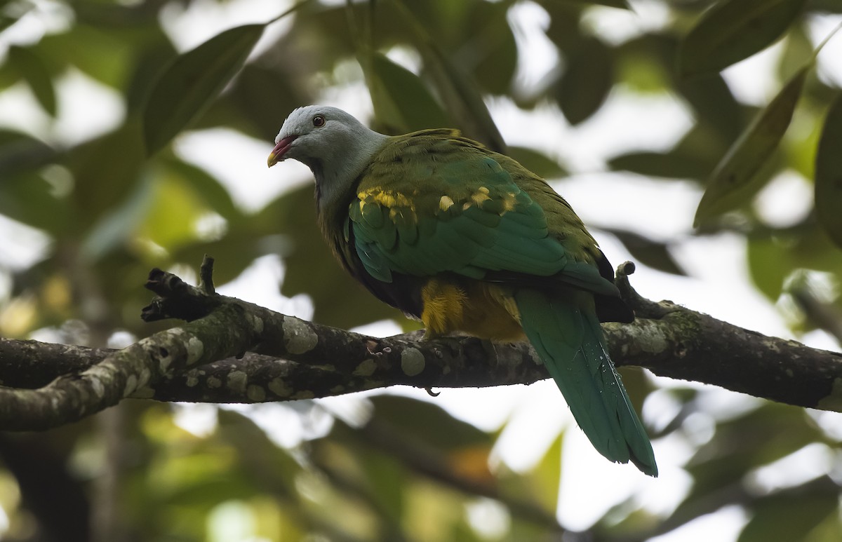 Wompoo Fruit-Dove - ML647504189
