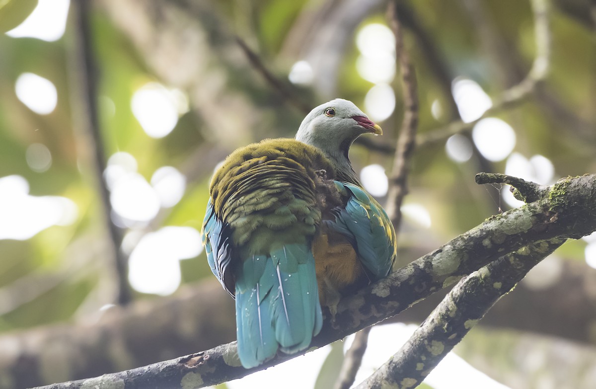 Wompoo Fruit-Dove - ML647504190