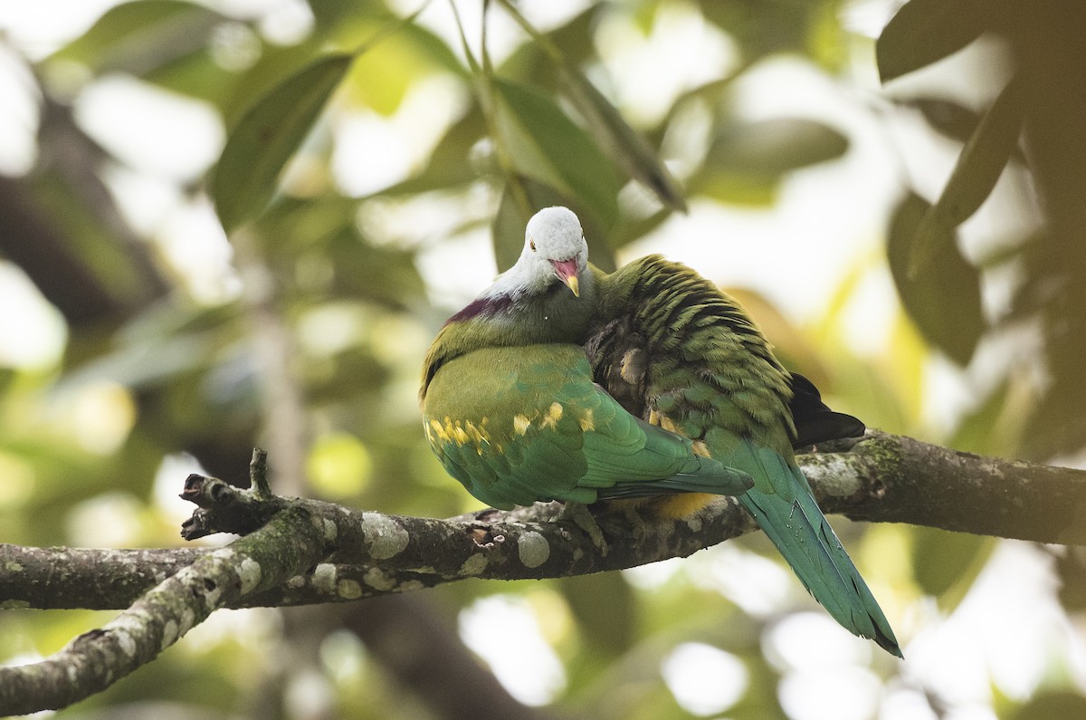 Wompoo Fruit-Dove - ML647504191