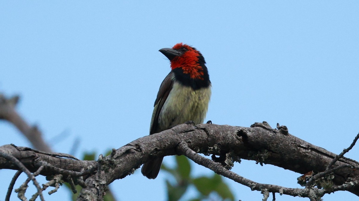 Лібія чорношия - ML647504193