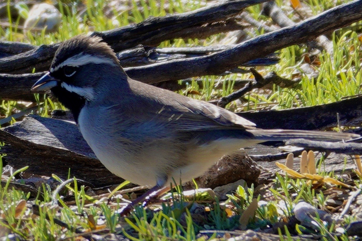 Lark Sparrow - ML647504221