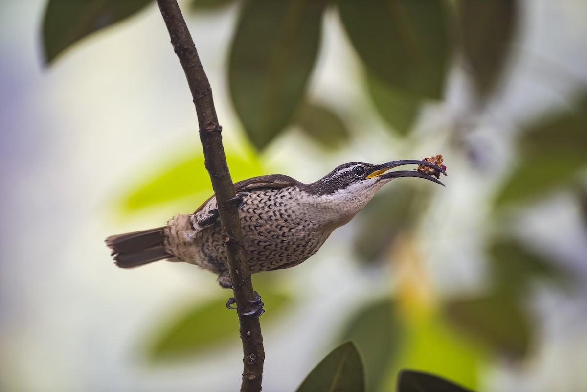 Paradise Riflebird - ML647504229