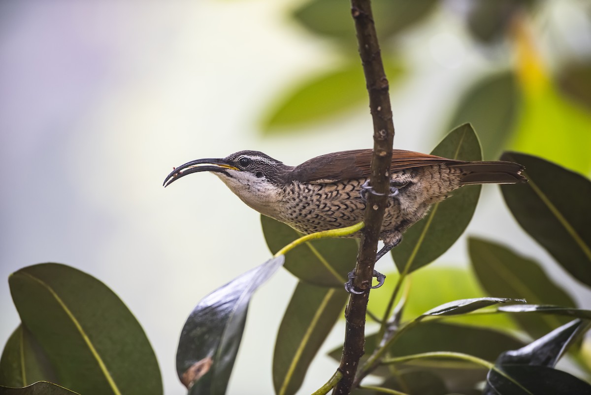 Paradise Riflebird - ML647504230