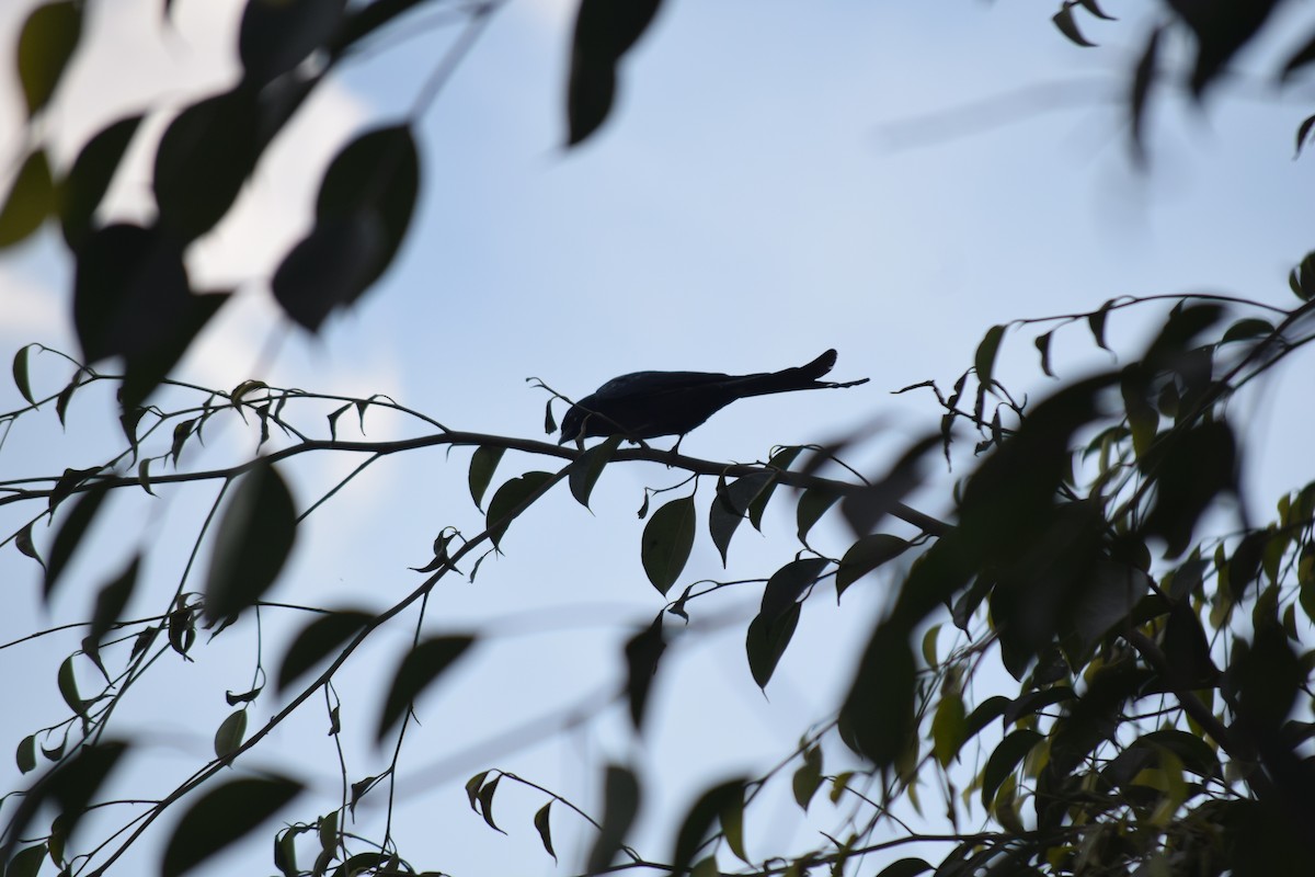 drongo černý - ML647504239