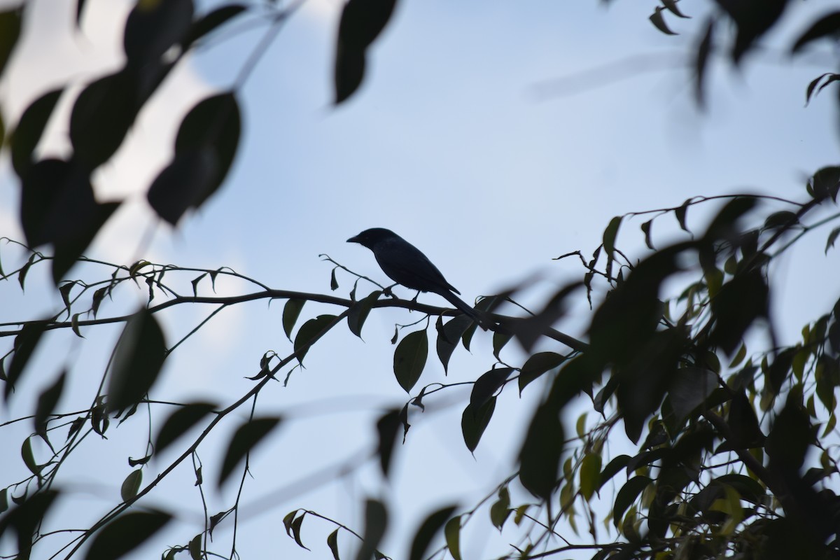 drongo černý - ML647504240