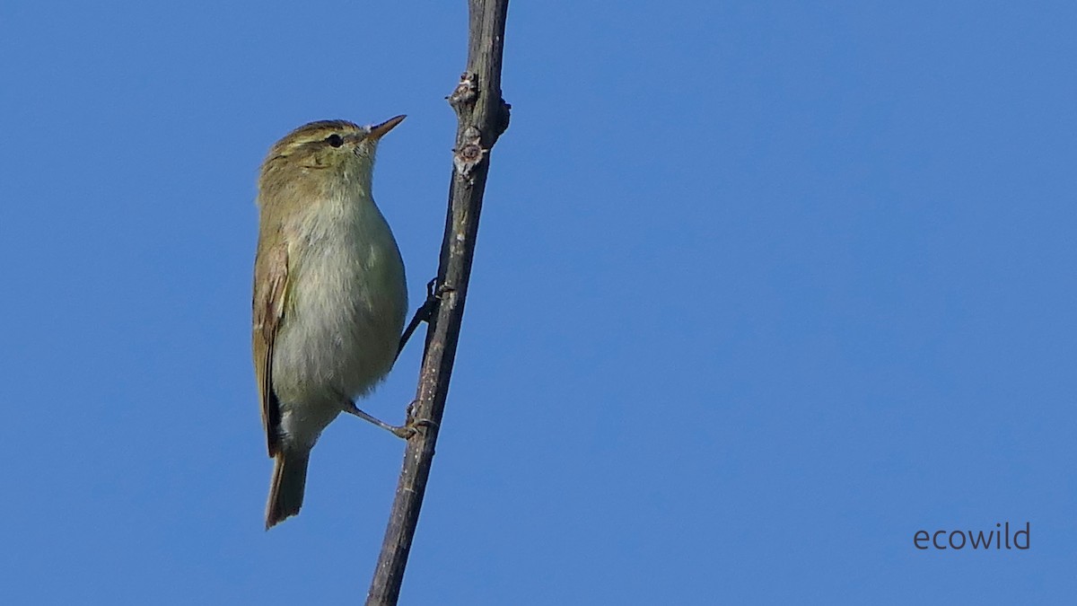 budníček zelený - ML647504242