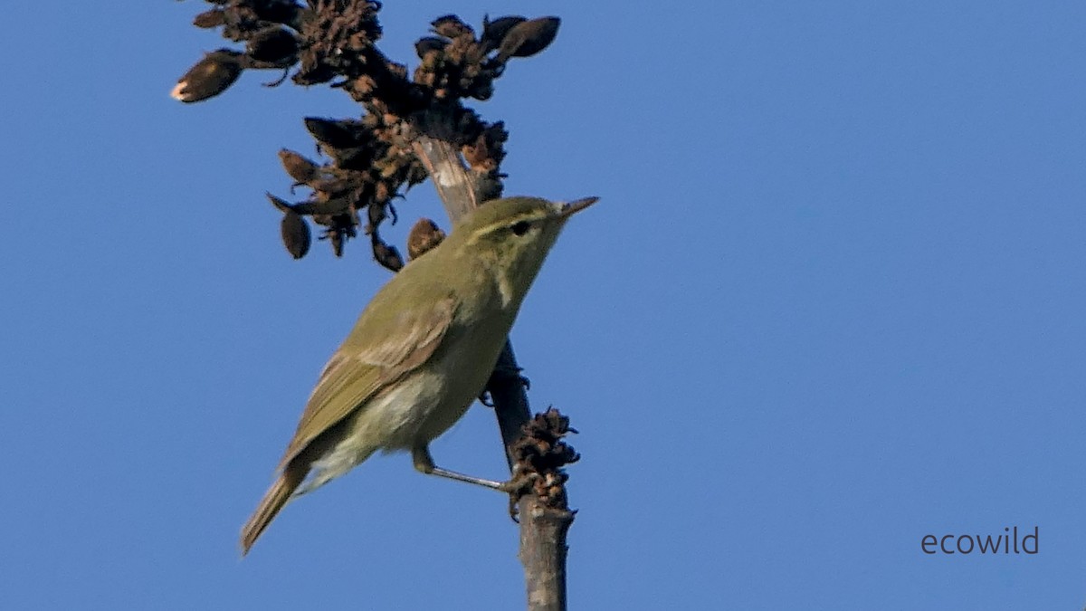 budníček zelený - ML647504243