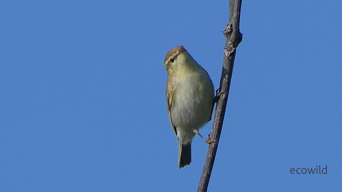 budníček zelený - ML647504244
