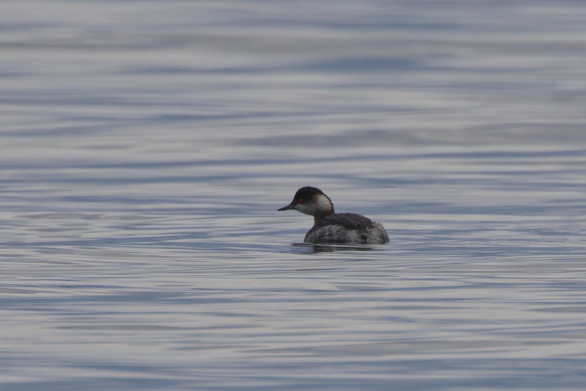 Eared Grebe - ML647504246