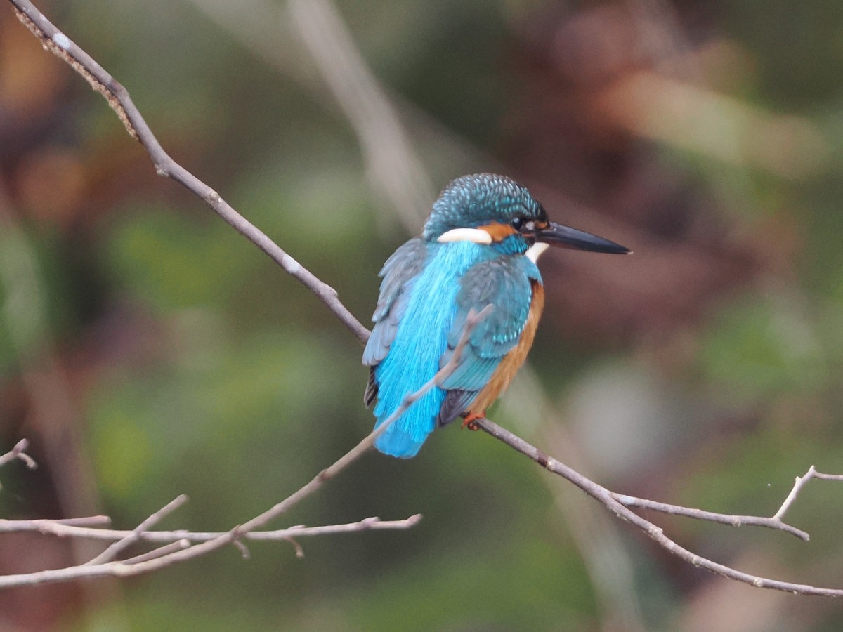 isfugl - ML647504315