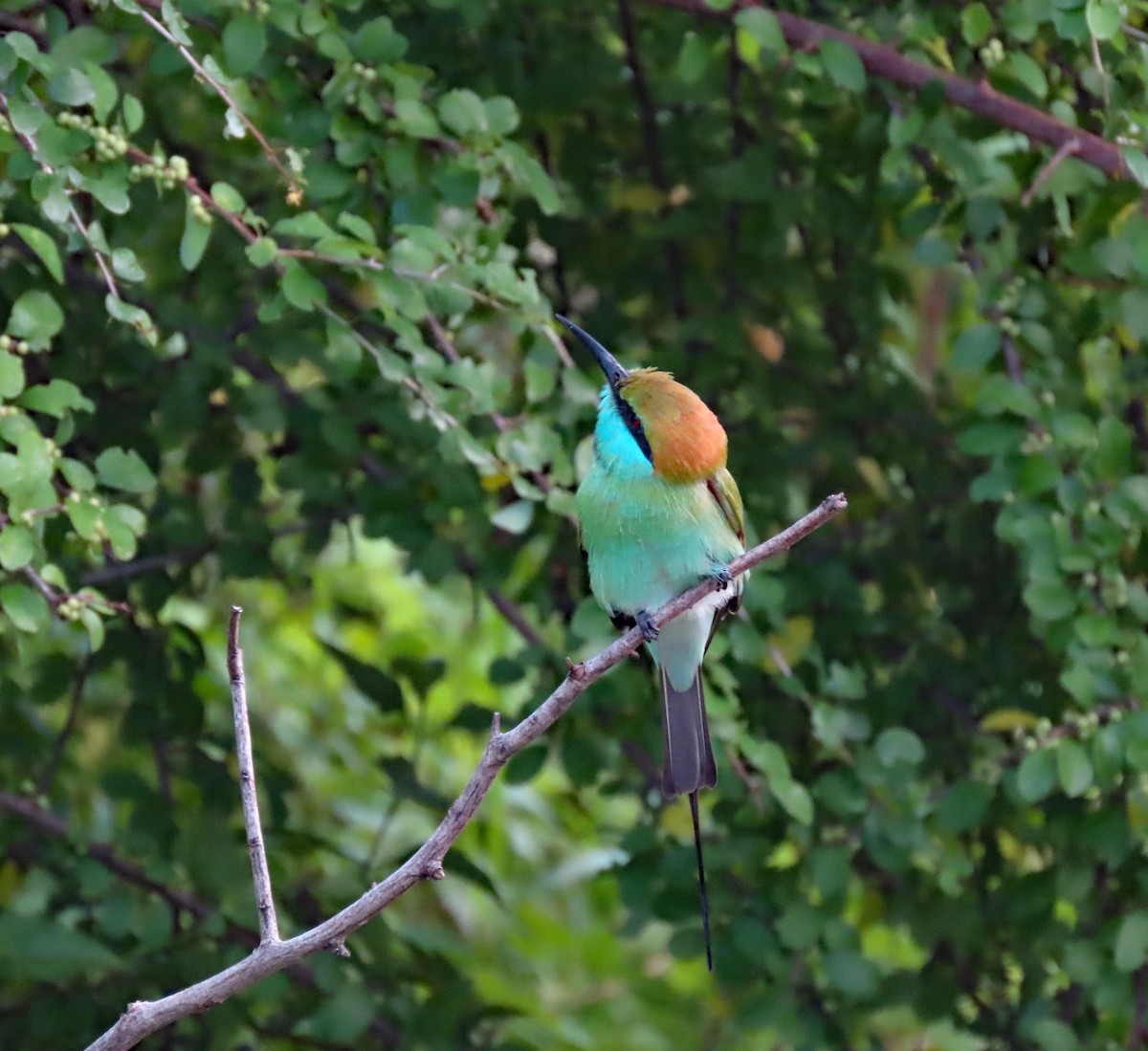 Asian Green Bee-eater - ML647504317