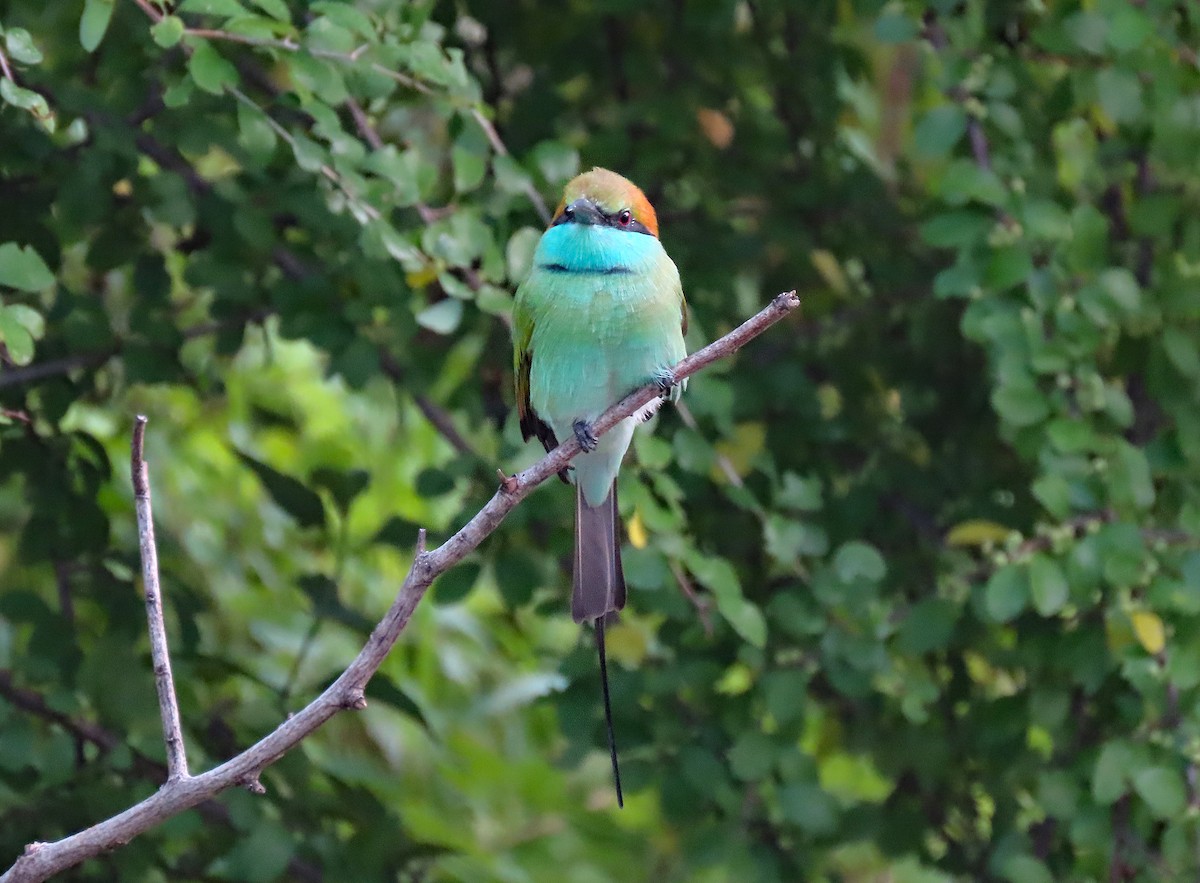 Asian Green Bee-eater - ML647504319