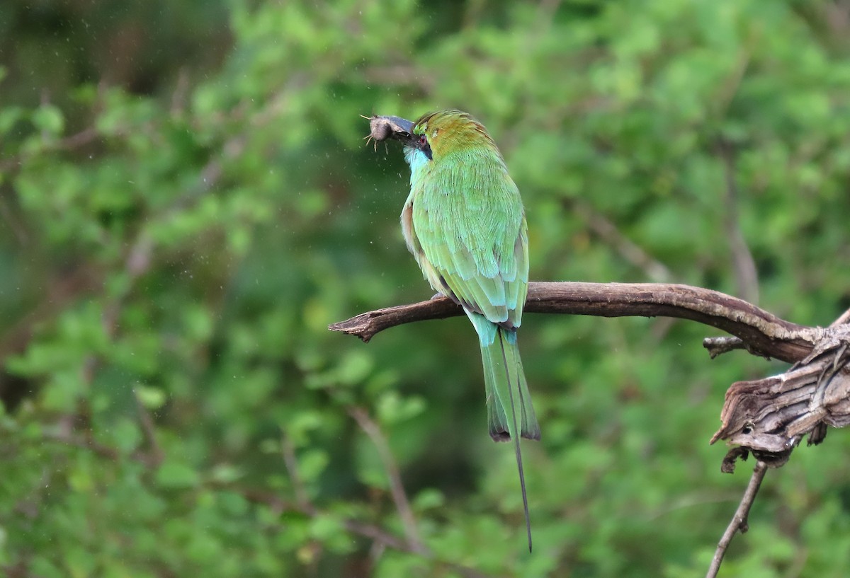Asian Green Bee-eater - ML647504320