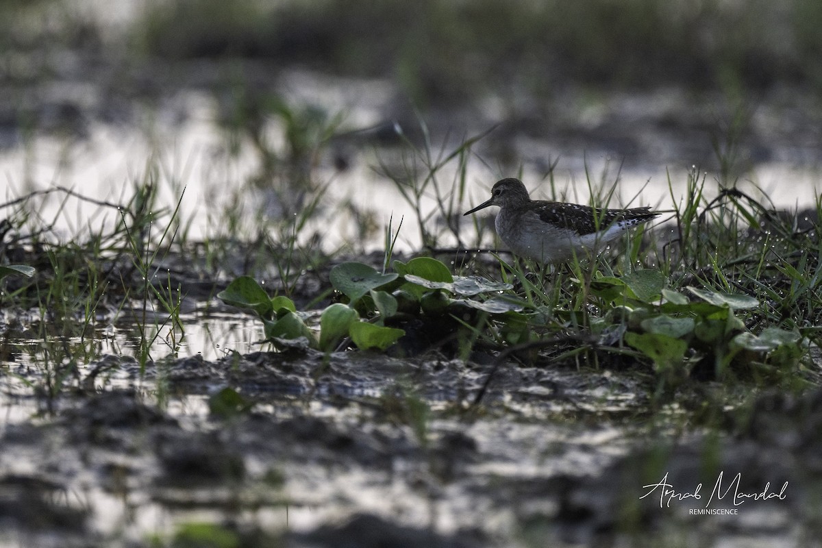 Wood Sandpiper - ML647504321