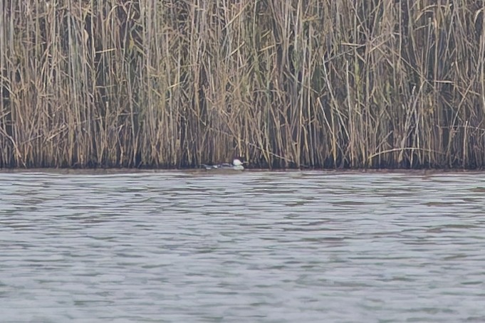 Smew - ML647504322