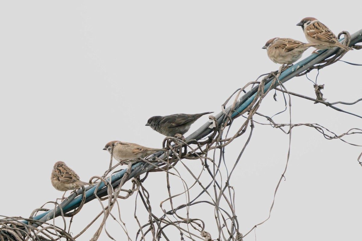 Eurasian Tree Sparrow - ML647504323