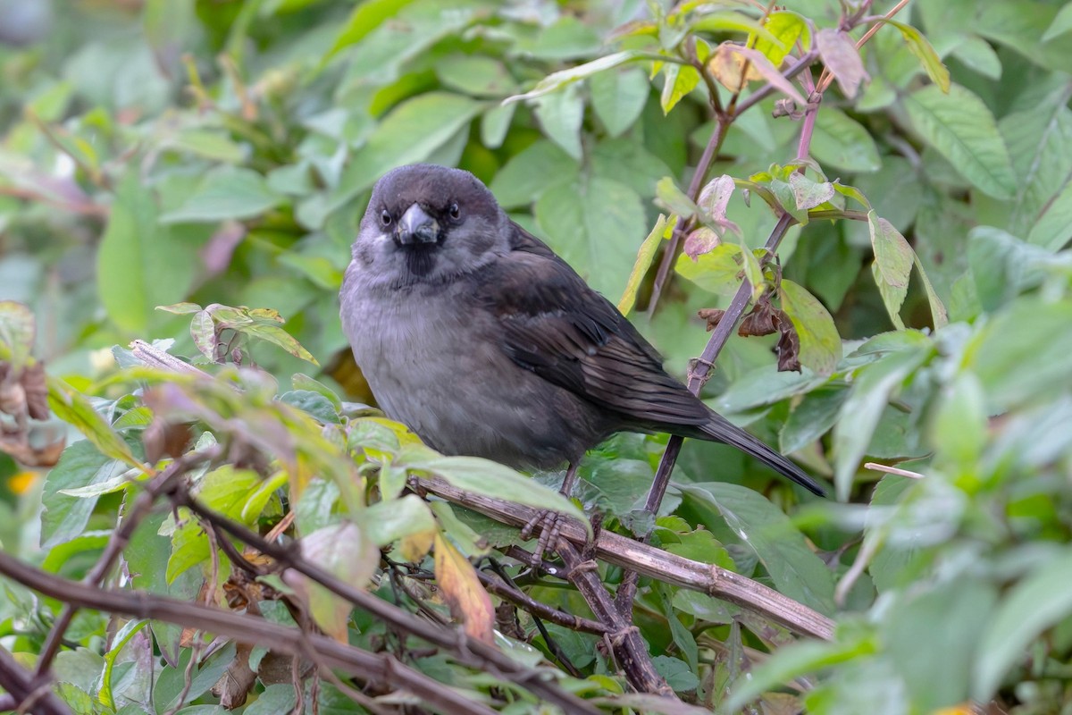 Eurasian Tree Sparrow - ML647504324