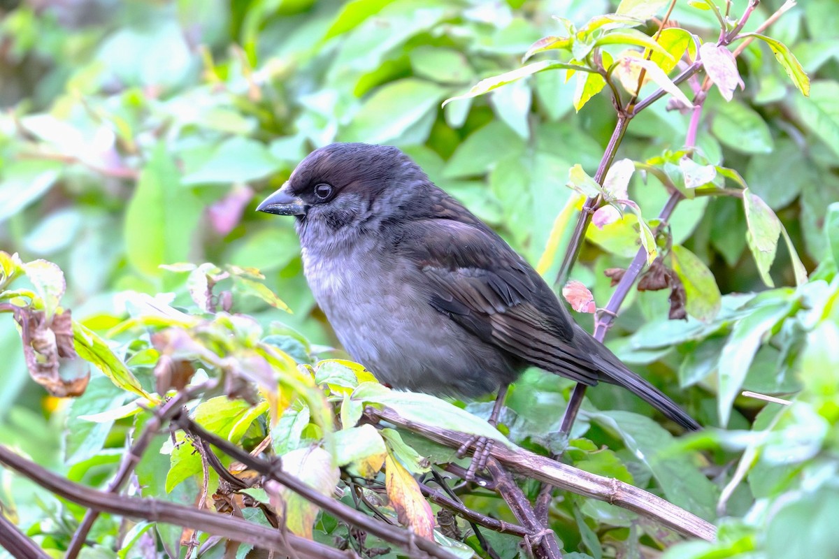 Eurasian Tree Sparrow - ML647504325