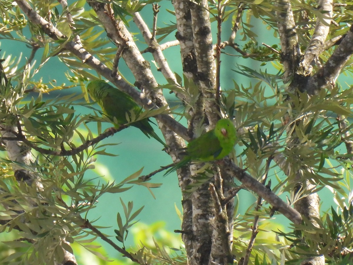 Plain Parakeet - ML647504326
