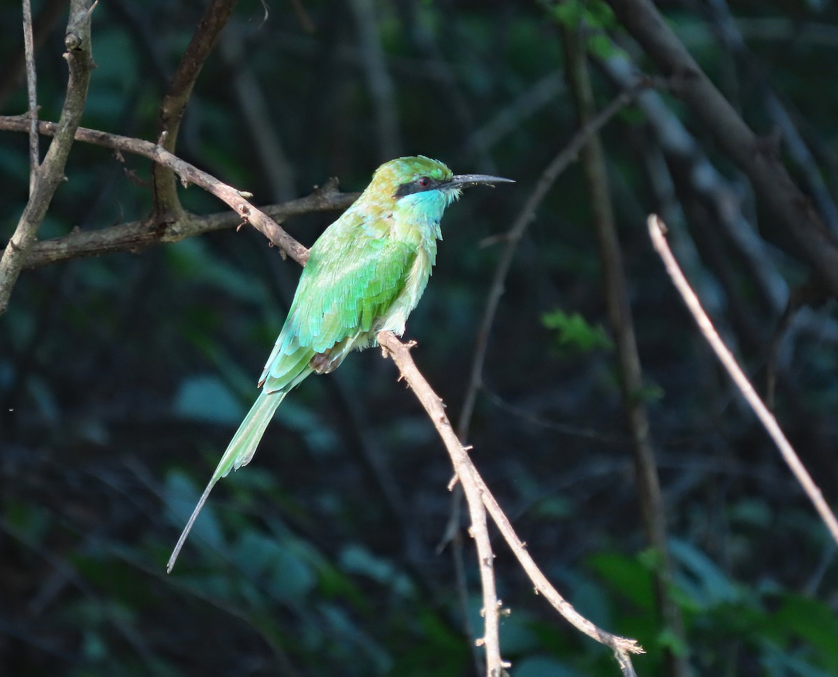 Asian Green Bee-eater - ML647504327