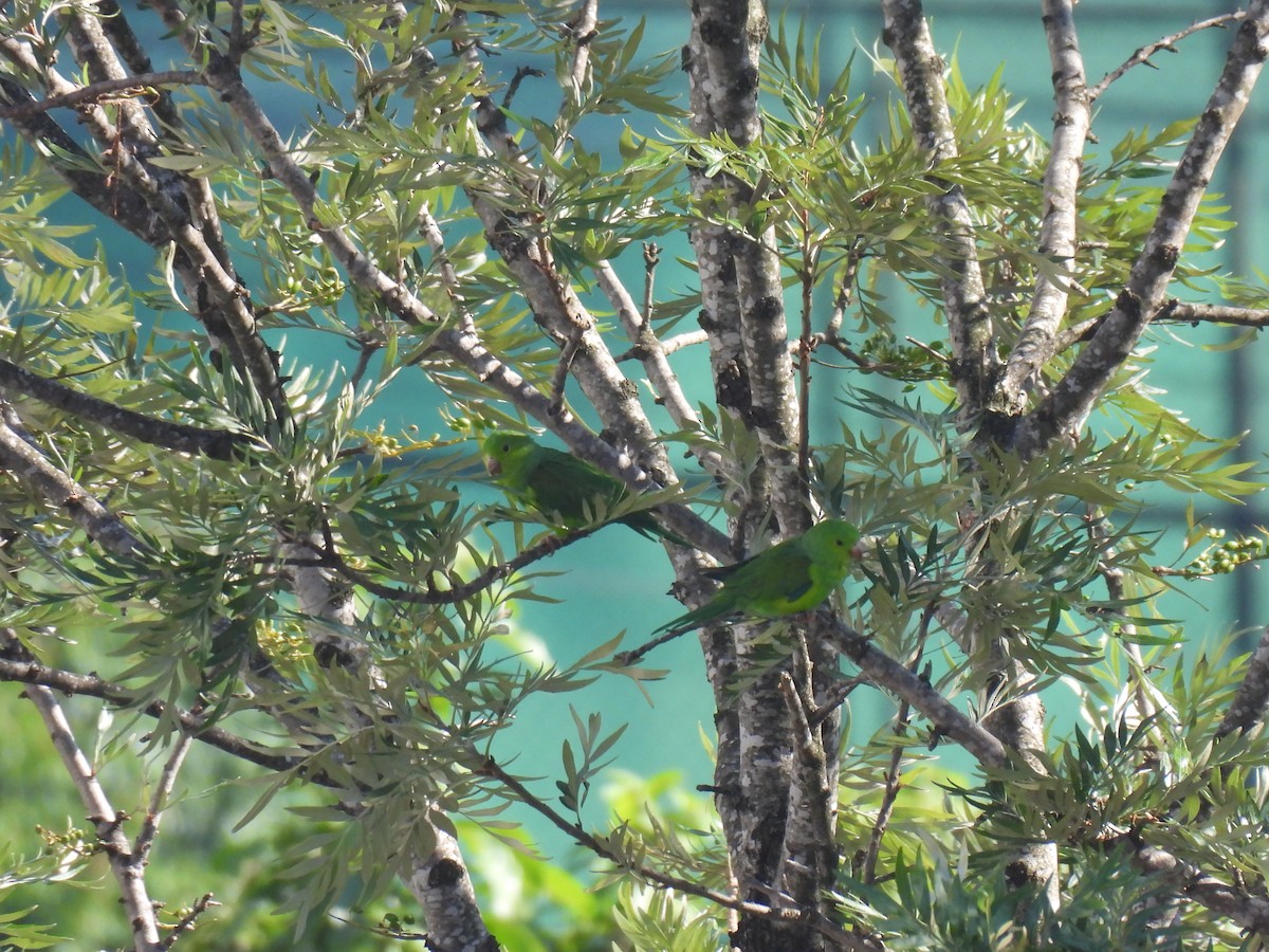 Plain Parakeet - ML647504328