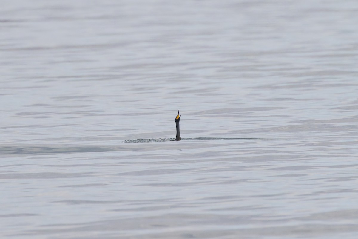 European Shag - ML647504329