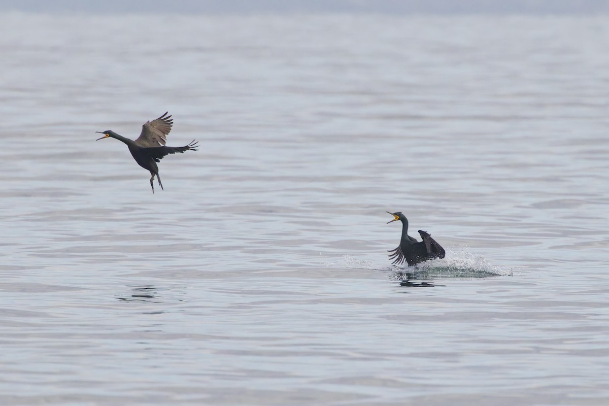 European Shag - ML647504330