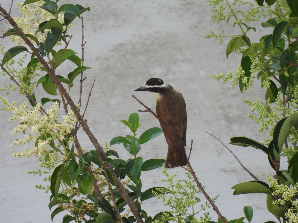Great Kiskadee - ML647504331