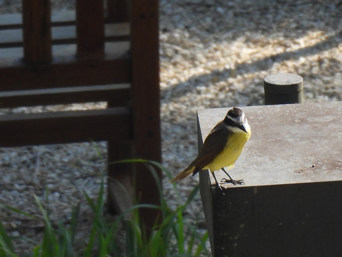 Great Kiskadee - ML647504332