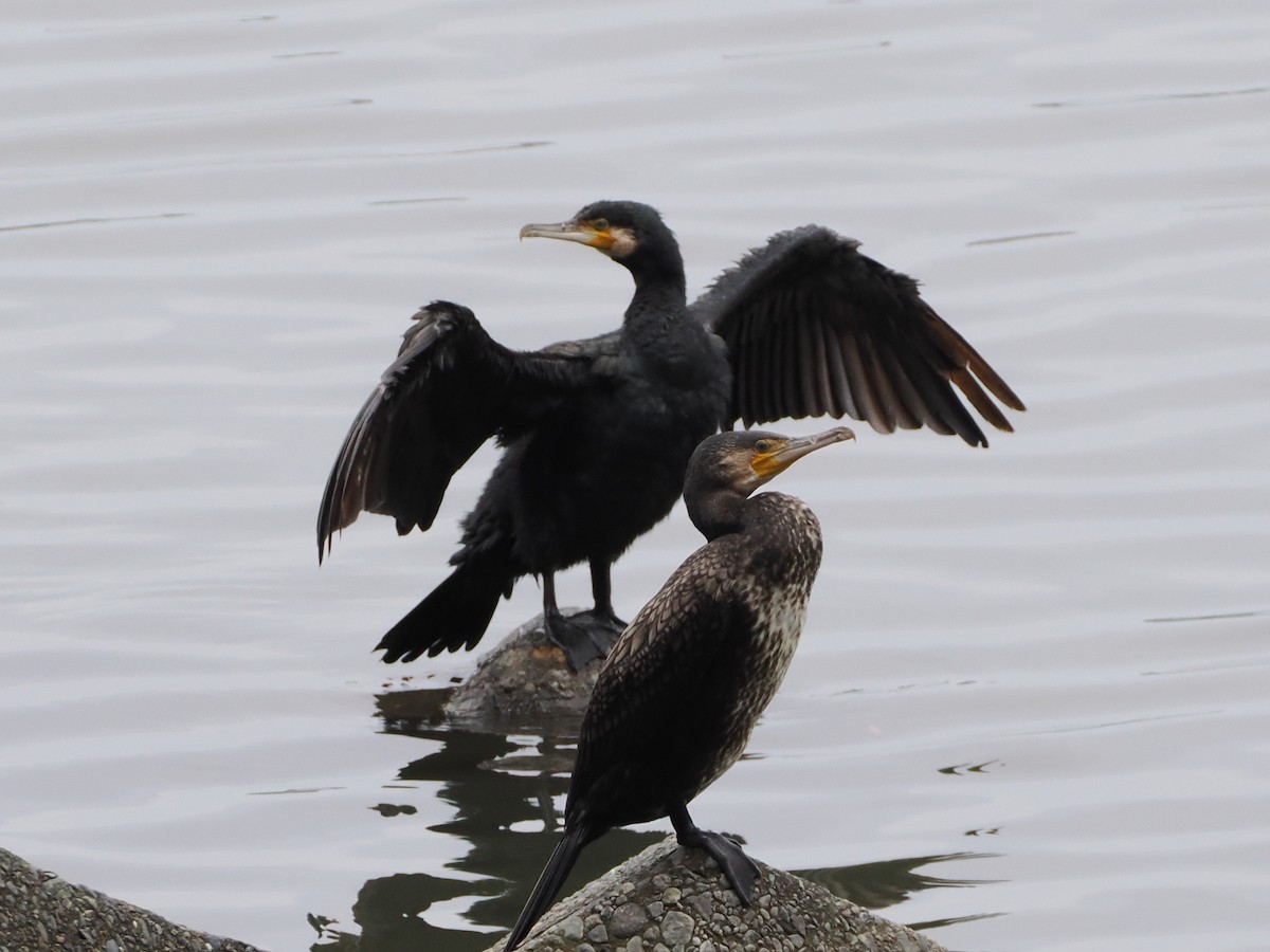 Great Cormorant - ML647504333