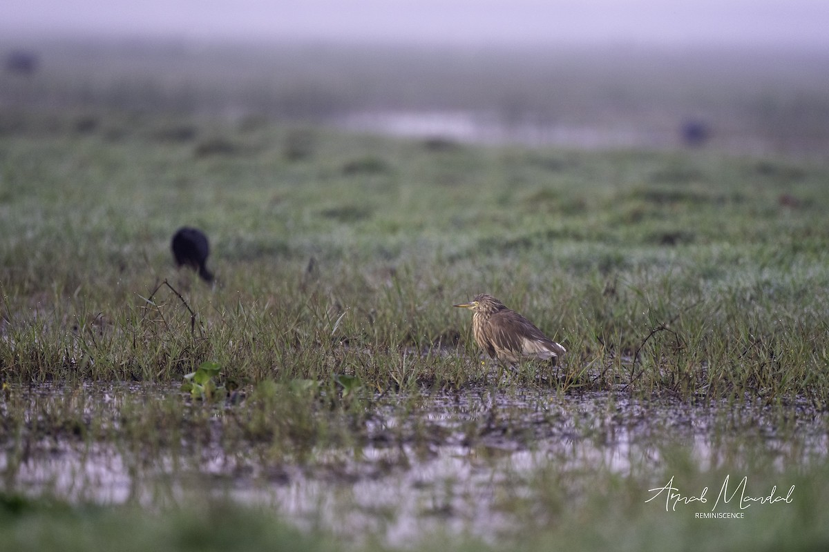 Indian Pond-Heron - ML647504334