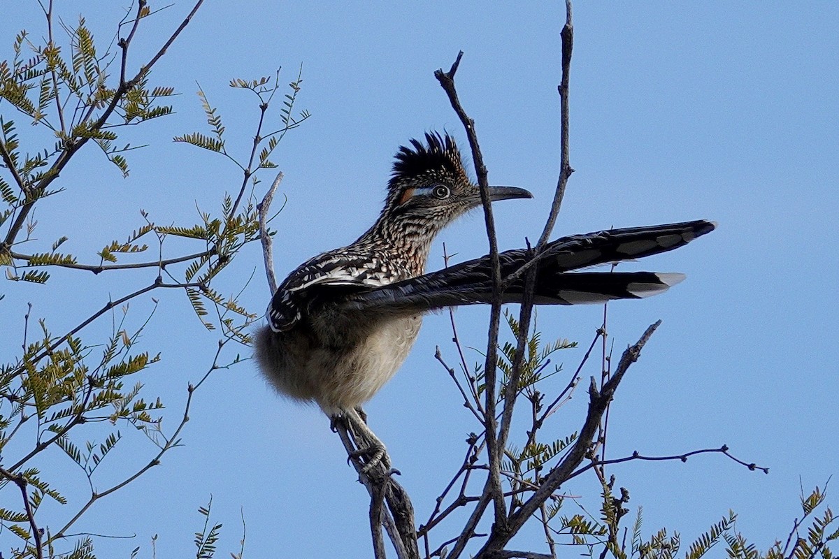 Greater Roadrunner - ML647504335