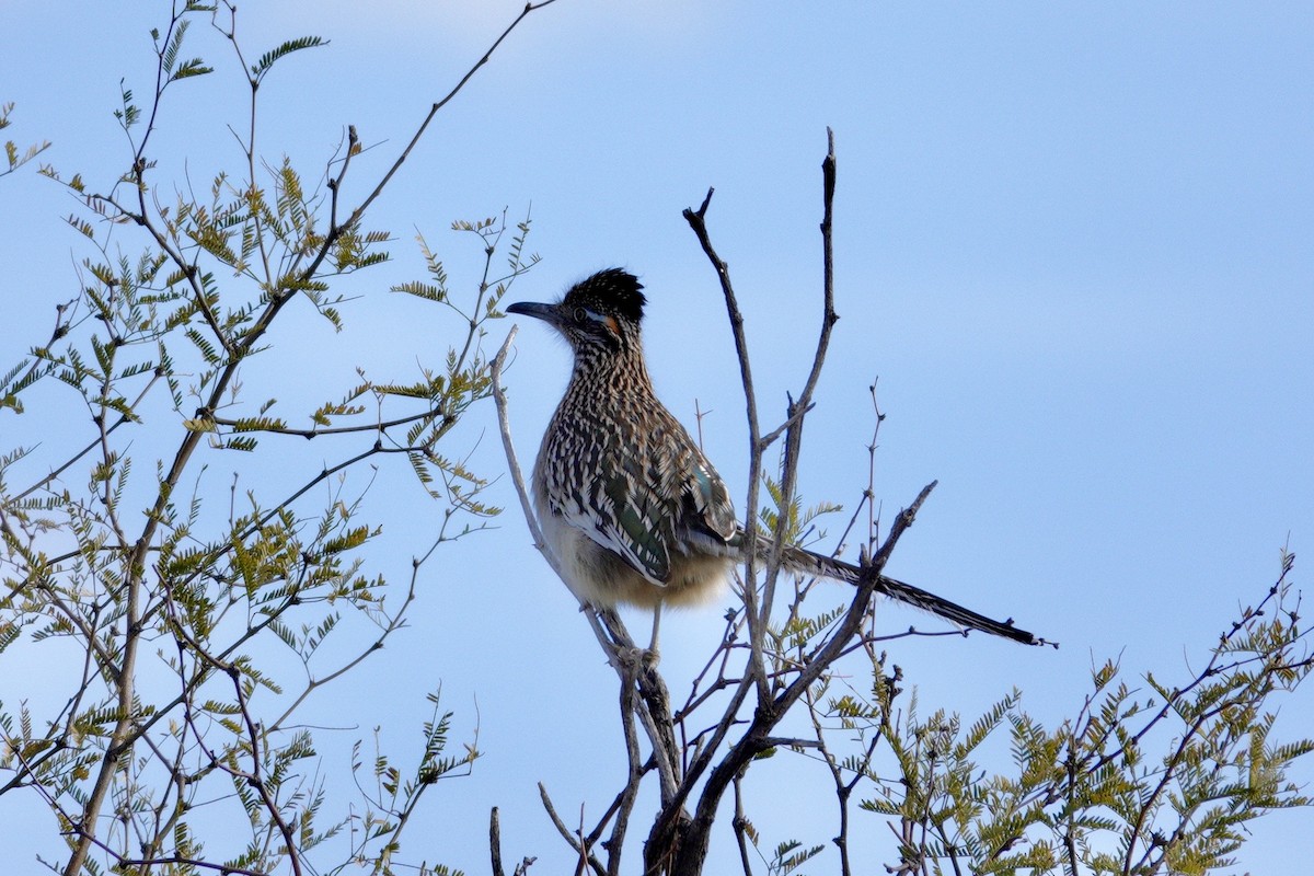 Greater Roadrunner - ML647504336