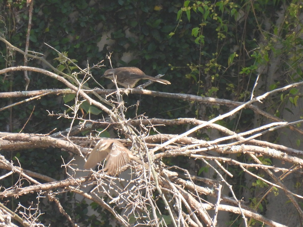 Chalk-browed Mockingbird - ML647504337