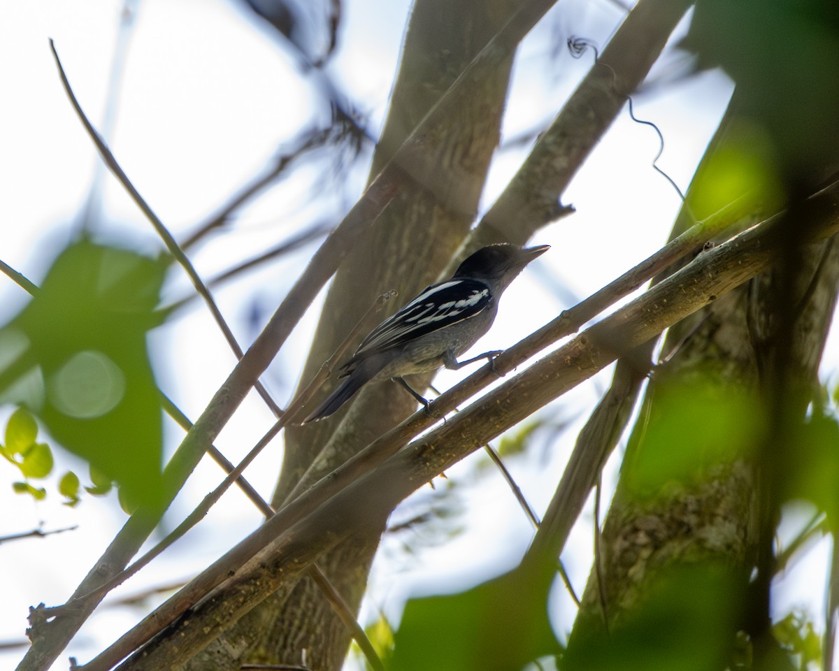 White-winged Becard - ML647504338