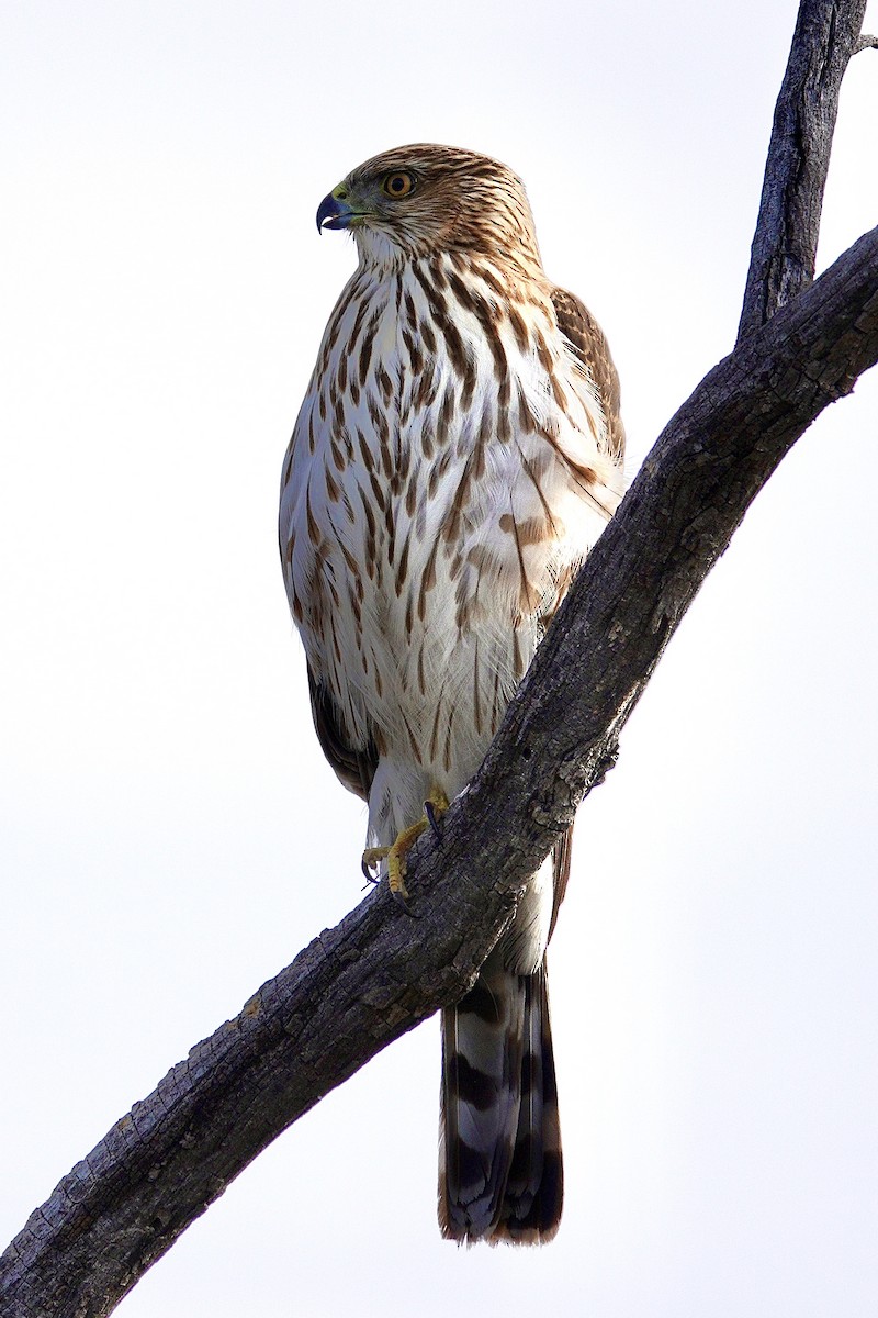 Cooper's Hawk - ML647504339