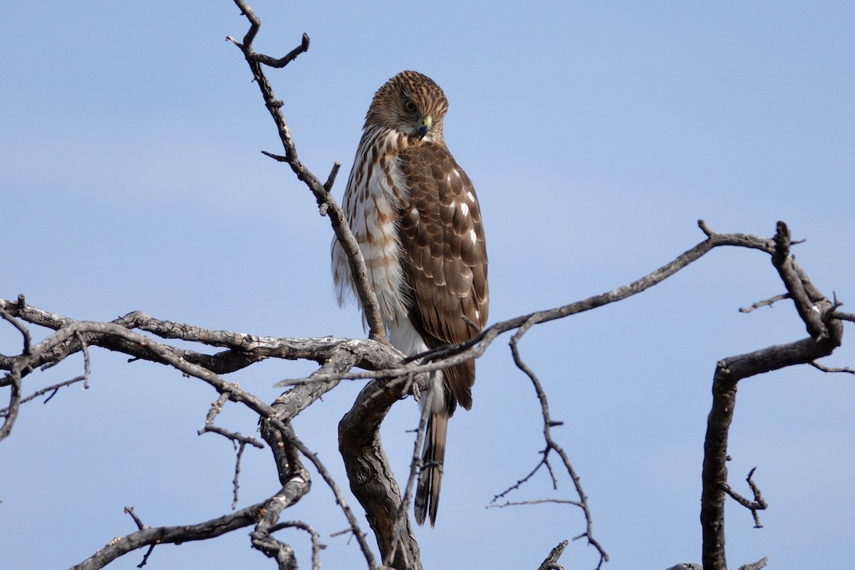 Cooper's Hawk - ML647504340
