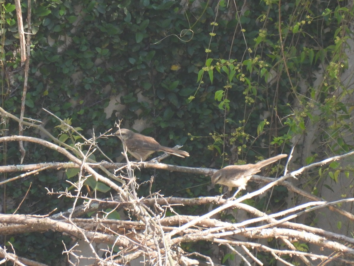 Chalk-browed Mockingbird - ML647504341