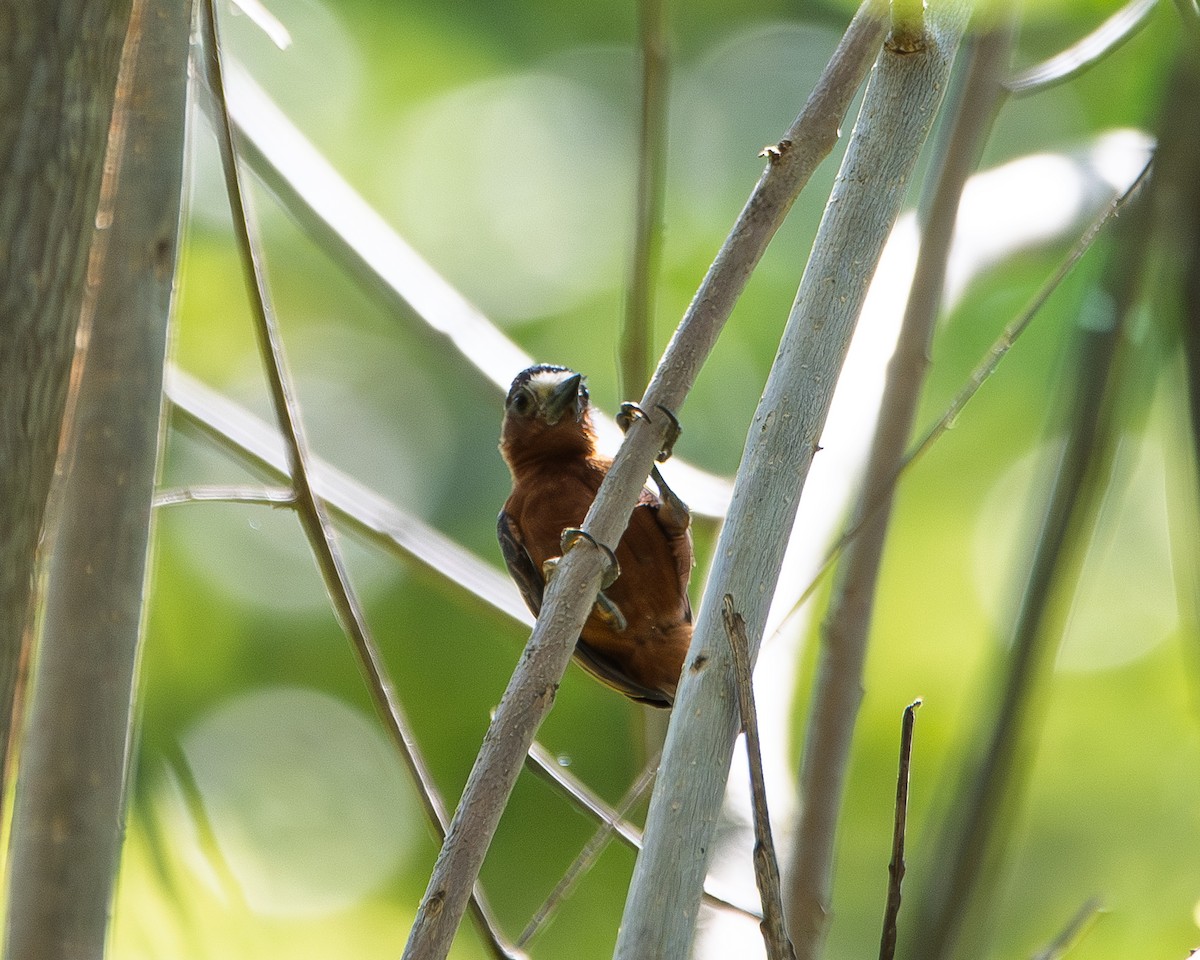 Chestnut Piculet - ML647504342