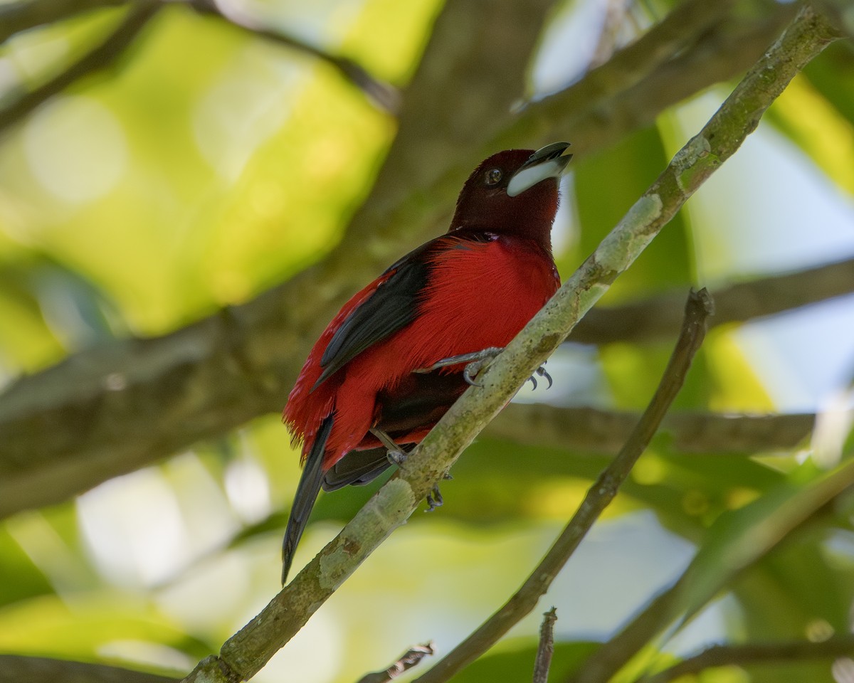 Crimson-backed Tanager - ML647504343