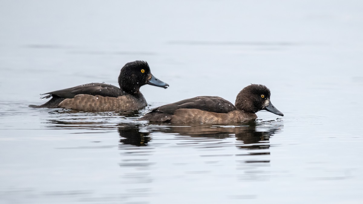 Tufted Duck - ML647504344